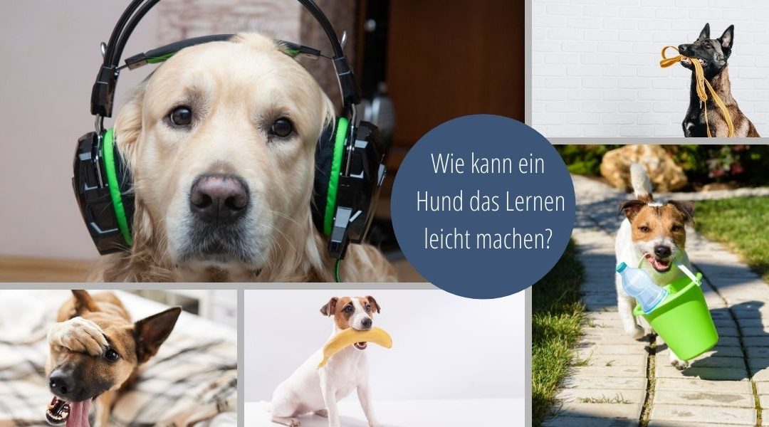Wie kann ein Hund das Lernen leicht machen?