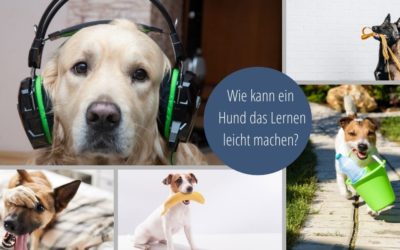 Wie kann ein Hund das Lernen leicht machen?