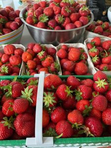 Erdbeeren wohin das Auge reicht